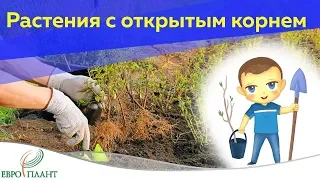 ОКС и ЗКС: как выбрать растения и не ошибиться