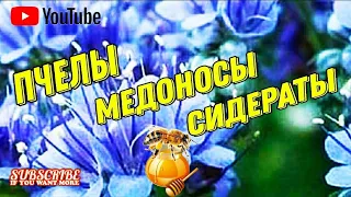 Пчелы, медоносы, сидераты...Фацелия