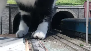 Paw-Don Me: Cat Squeezes Out of Model Train Tunnel