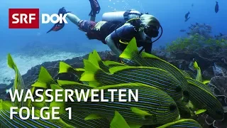 Tauchen in Indonesien, auf den Seychellen, in Grönland & der Schweiz | Wasserwelten (1/4) | SRF Dok