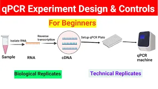 qPCR experiment design | Controls in qPCR | @BiologyLectures
