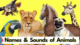 Educational Video - Names and Sounds of Animals - English for Kids - Kids Vocabulary