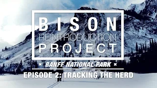 Bison Reintroduction Project – EPISODE 2: Tracking the Herd – Banff National Park