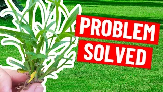 How to Get Rid of Crabgrass without Damaging the Lawn - Weed Control Tips