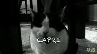 Capri's Follow-Up | My Cat From Hell
