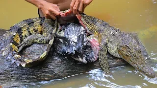 Unbelievable Chicken in Crocodile Stomach then Cooking Chicken Recipe in Forest