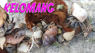 SERU SEKALI MENCARI KELOMANG KEONG UMANG UMANG DAN JUGA KEPITING