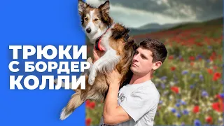 Показываю как занимаюсь с Сири 🎙️Трюки и команды на заказ 🐶 В прямом эфире занимаюсь с бордер колли🐕