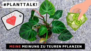 #Planttalk : Meine Meinung zu teuren Pflanzen - Aspekte, die ich beachten würde!