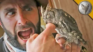 SLEEPY OWL BITES ME?!