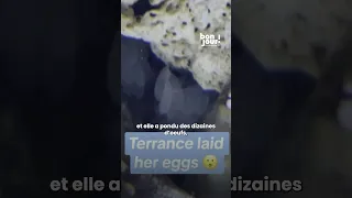 🐙 Ils offrent un poulpe à leur garçon de 9 ans... La surprise tourne au cauchemar !