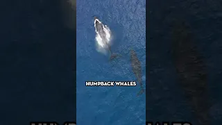 Whale Season on Maui | Maverick Helicopters #Shorts