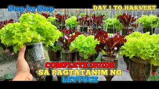 PAANO MAGTANIM NG LETTUCE SA BOTE NG SOFTDRINKS