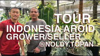 Indonesia Rare Aroid Nursery Tour at Duta Hijau Abadi With @noldy.topan