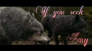 Twilight Wolves "If you seek Amy"