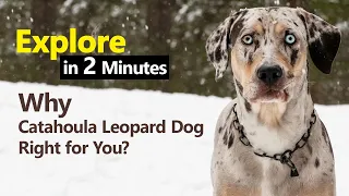 This 10 Reasons Decides Why Catahoula Leopard Dog Right for You?