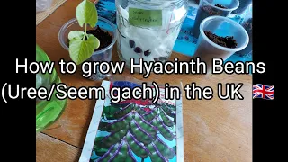 How to grow Hyacinth Beans (Uree/Seem gach)in the UK 🇬🇧 🌿👩‍🌾