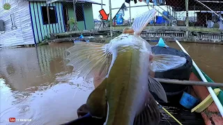 GANAS !! MANCING BAUNG UMPAN KUCUR DI SUNGAI KERUH KALIMANTAN