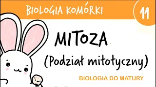 Cytologia 11 - Mitoza podział mitotyczny - biologia do matury rozszerzona przygotowanie egzamin