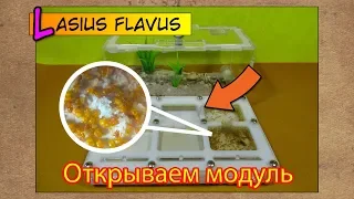 Открываем новый модуль ● Lasius flavus