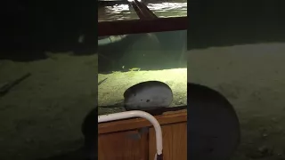 STING RAY BITES MANS HAND OFF (BLOODY)