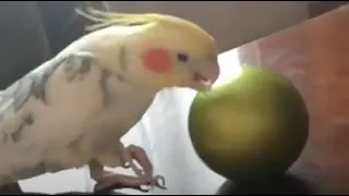 Аркаша забавный попугай корелла / Funny parrot corella