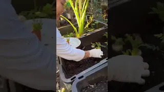 How mom regrows carrots. (Part 1) First we need to grow the seeds. 🥕#carrot #seeds #shorts