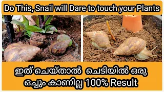 7 Methods to Avoid Snail permanently from Garden | ഒച്ചിനെ തുരത്താൻ 7  എളുപ്പവഴികൾ