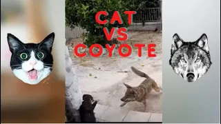 CAT VS COYOTE | Coyote Attacks Cat | Animal Fight 2022