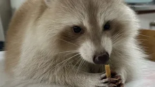 라쿤이 서랍을 어떻게 열까요? 이렇게요 ㅎㅎ #raccoon #garlic #cute #라쿤