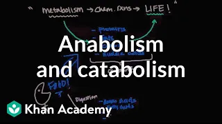 Overview of metabolism: Anabolism and catabolism | Biomolecules | MCAT | Khan Academy