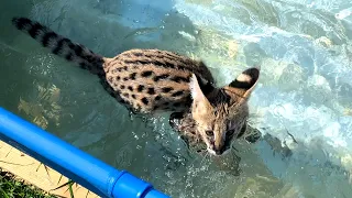 SERVAL MEOWRIZIO FELL INTO THE POOL ON A WALK