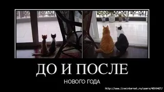 КОШКИ 2019 ПРИКОЛЫ С КОТАМИ Смешные кошки и котики Funny Cats 2020