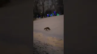 Лиса в центре Саранска