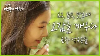 [나무야 나무야🌳 #11]기이한 뿌리에 그 잎으로 만든 향기로운 음식들! ✨낙우송 숲이 주는 오감의 즐거움♬ 배우 윤소이와 함께해요❤ | KBS 180922 방송