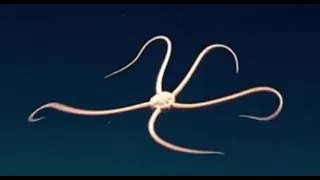 Facts: The Brittle Star