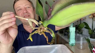 НАРАЩИВАЕМ КОРНИ ОРХИДЕИ хороший стимулятор роста корней и полив орхидей в стимулирующей посадке