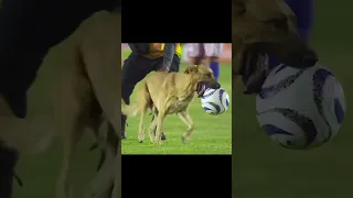 Dog on Football Stadium, Try to Catch Me #funny #animals #football #soccer #dog #dogs