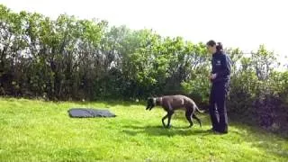 Training young Sighthounds