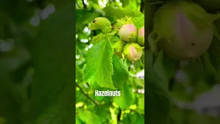 How to Plant  a Hazelnut #hazelnut  #gardening  #travel  #shorts