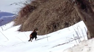 Ястреб напал на куриц и другие новости хозяйства.