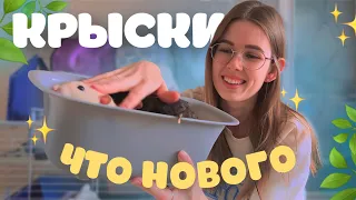 ЧТО У НАС НОВОГО: НОВЫЙ ДОМИК, ВКУСНЯШКИ, ЗАБОЛЕЛИ ВСЕ КРЫСЫ🤒