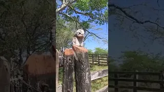 El urutaú o pájaro fantasma cantando en pleno dia