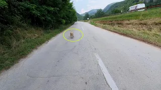 She limped to me beside the highway road, so hungry, alone and cold, approached asking for help!