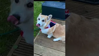 A London corgis sad tribute to the Queen 👸 #dog #corgi #london #royal #queenelizabeth #queen