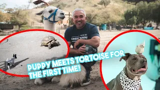 How to Introduce Your Puppy to New Animals! (feat. our tortoise, Jon!)