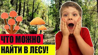 НЕОЖИДАННЫЕ НАХОДКИ В ЛЕСУ!!!!