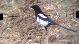 Air Rifle Hunting - Magpies Pest Control video 4 /2014