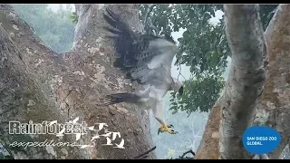 Juvenile Harpy Eagle - Playing in the rain  - Amazon Rainforest, PERU - HarpyCam