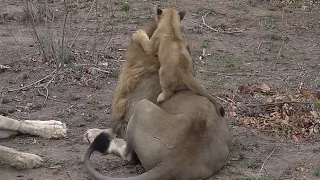 SafariLive 09-25 Lion cub attacks dad!